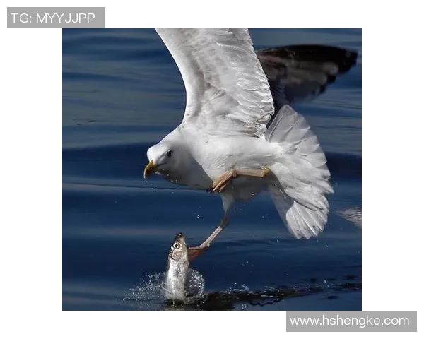 精彩回顾日本与澳大利亚的激烈对决全场录播精彩瞬间解析